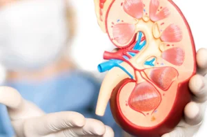 An individual holds a kidney model, assisting in the study of pulmonology.